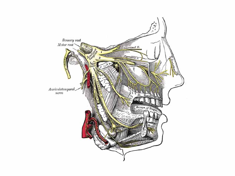 Parasympathetic ganglia:  Distribution of the maxillary and mandibular nerves, and the submaxillary ganglion. (Submandibular ganglion visible at bottom left, but not labeled.)