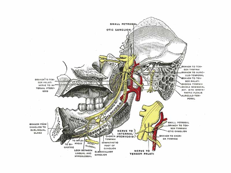 Mandibular division of trifacial nerve, seen from the middle line.