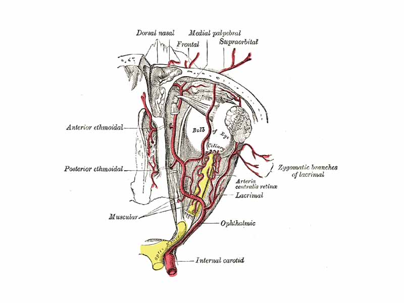 The ophthalmic artery and its branches. (optic nerve is yellow)