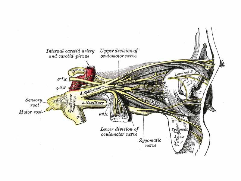 Nerves of the orbit, and the ciliary ganglion. Side view