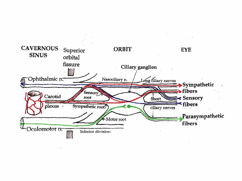 Pathways in the Ciliary Ganglion.