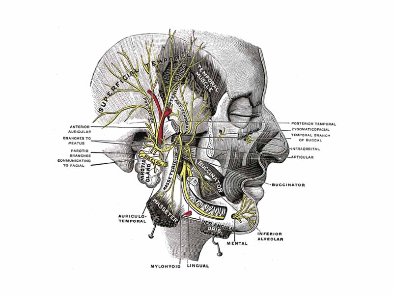 Mandibular division of the trifacial nerve.