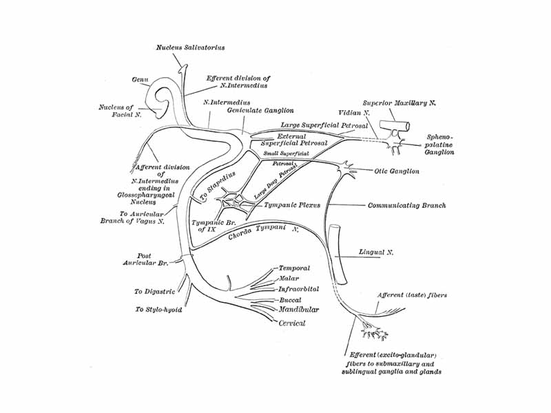 Plan of the facial and intermediate nerves and their communication with other nerves.