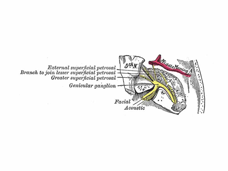 The course and connections of the facial nerve in the temporal bone.