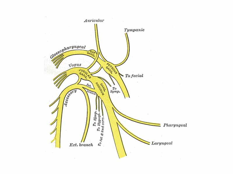 Plan of upper portions of glossopharyngeal, vagus, and accessory nerves.