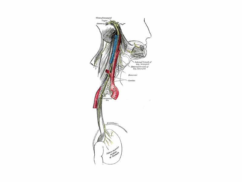 Course and distribution of the glossopharyngeal, vagus, and accessory nerves. (Label for glossopharyngeal is at upper right.)