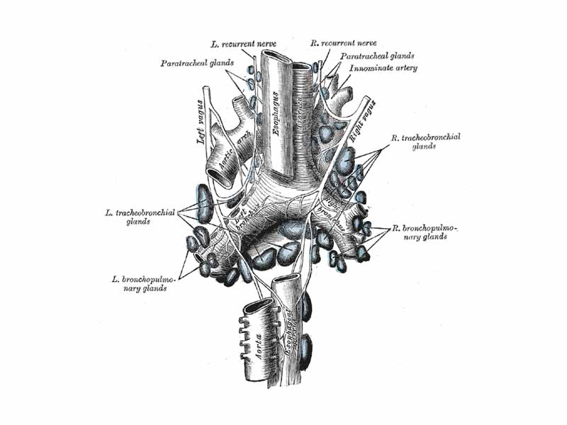 The tracheobronchial lymph glands, showing vagus nerve.