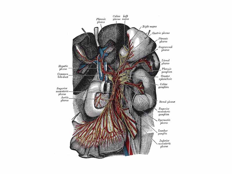 The celiac ganglia with the sympathetic plexuses of the abdominal viscera radiating from the ganglia.