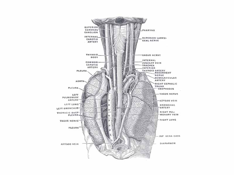 Showing vagus nerve - The position and relation of the esophagus in the cervical region and in the posterior mediastinum. Seen from behind.