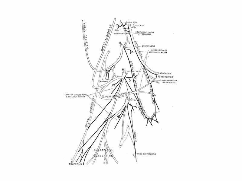 Accessory nerve.  Plan of the cervical plexus