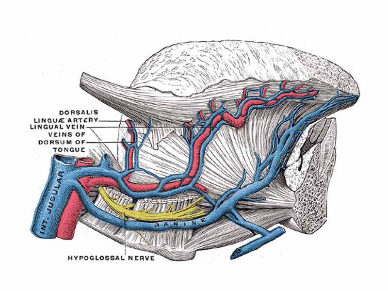 Veins of the tongue. The hypoglossal nerve has been displaced downward in this preparation.