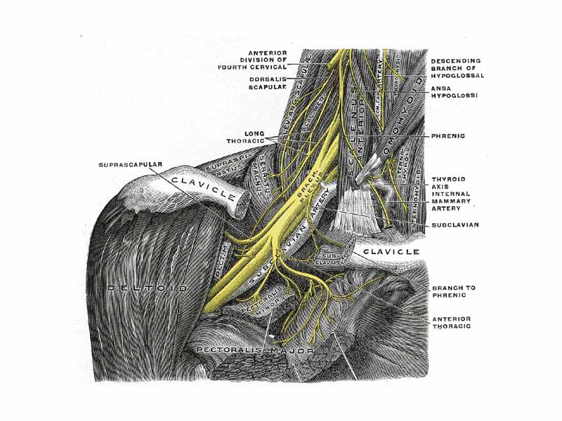 The right brachial plexus with its short branches, viewed from in front.