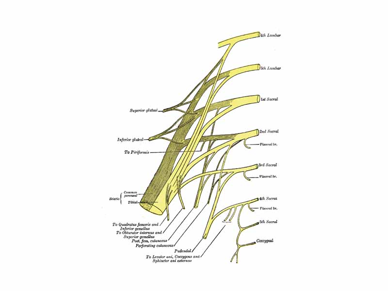 Plan of sacral and pudendal plexuses. (Coccygeal labeled at bottom right.)