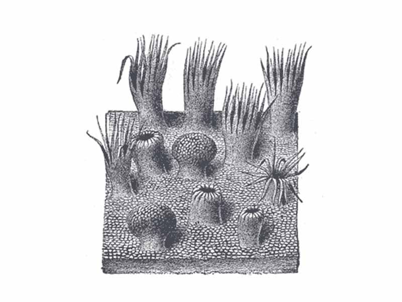 Semidiagrammatic view of a portion of the mucous membrane of the tongue. Two fungiform papillæ are shown. On some of the filiform papillæ the epithelial prolongations stand erect, in one they are spread out, and in three they are folded in.