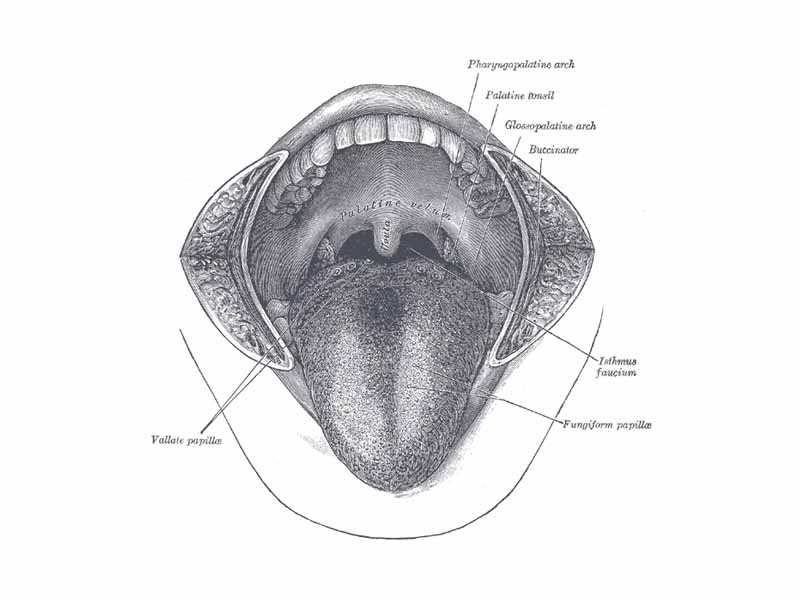 The mouth cavity. The cheeks have been slit transversely and the tongue pulled forward.