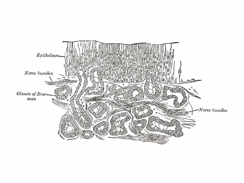 Section of the olfactory mucous membrane.