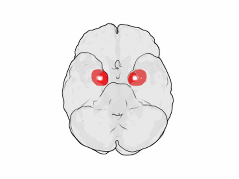 Amygdala location in each hemisphere of the human brain