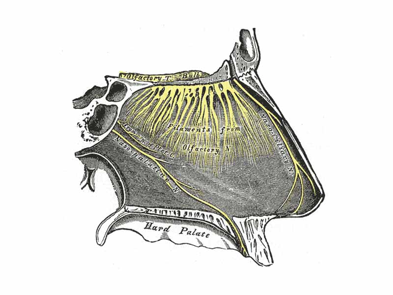 Nerve: Olfactory nerve