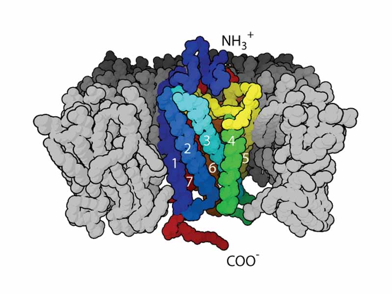 The seven transmembrane ?-helix structure of a G protein-coupled receptor.