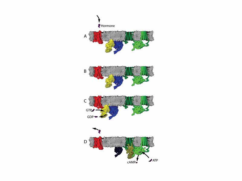 G protein-coupled receptor mechanism.