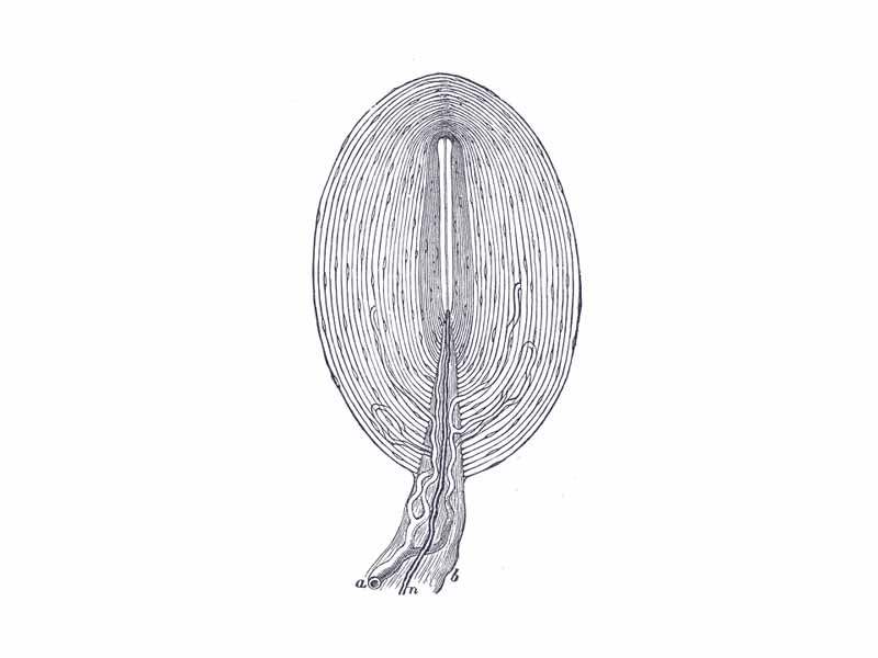 Pacinian corpuscle, with its system of capsules and central cavity.  -  a. Arterial twig, ending in capillaries, which form loops in some of the intercapsular spaces, and one penetrates to the central capsule.  -  b. The fibrous tissue of the stalk.  -  n. Nerve tube advancing to the central capsule, there losing its white matter, and stretching along the axis to the opposite end, where it ends by a tuberculated enlargement.