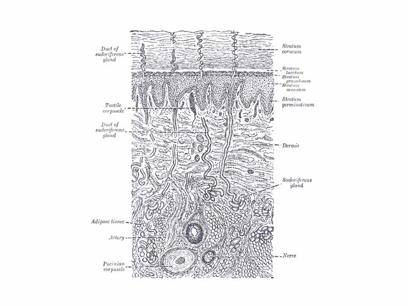 Diagrammatic sectional view of the skin (magnified).
