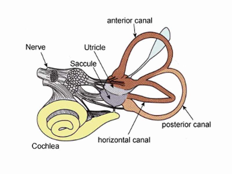 Figure 1 Human Labyrinth, from the left ear. It contains i) the cochlea (yellow), which is the peripheral organ of our auditory system; ii) the semicircular canals (brown), which transduce rotational movements; and iii) the otoliths (in the blue/purple pouches), which transduce linear accelerations. The light blue pouch is the endolymphatic sac, and contains only fluid.