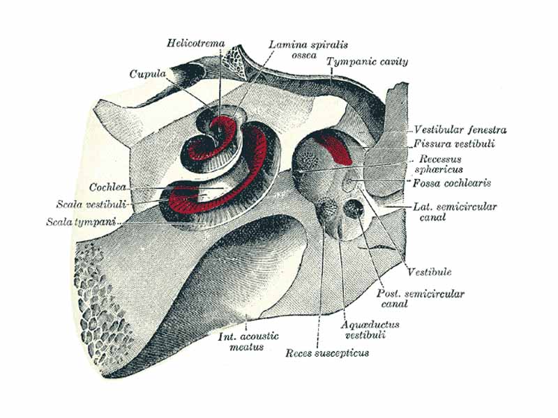 The cochlea and vestibule, viewed from above.
