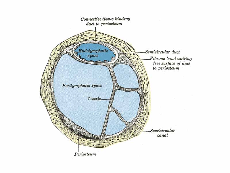 Transverse section of a human semicircular canal and duct