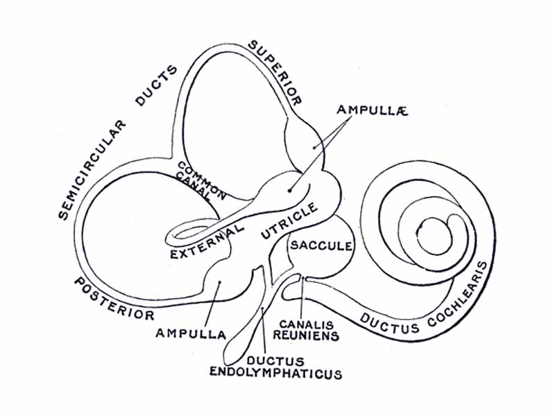 The membranous labyrinth.