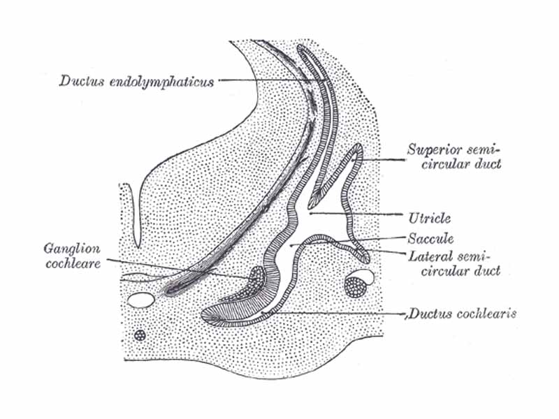 Transverse section through head of fetal sheep, in the region of the labyrinth. X 30.