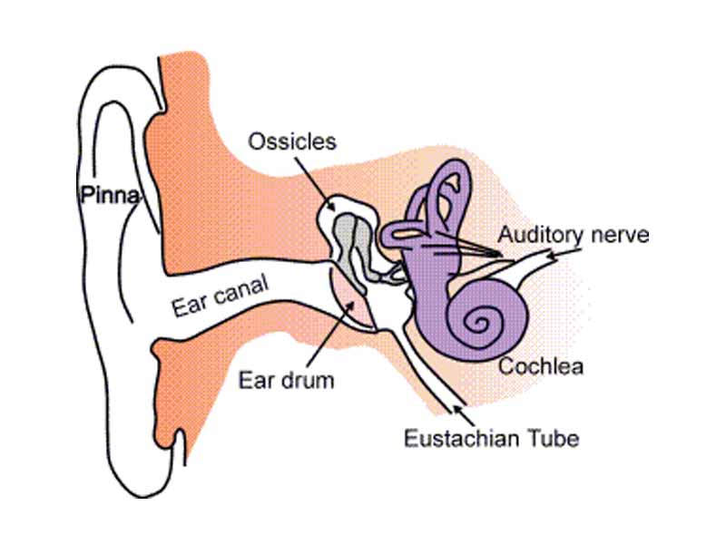 Anatomy of the human ear.
