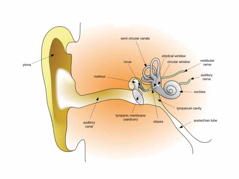 Human ear