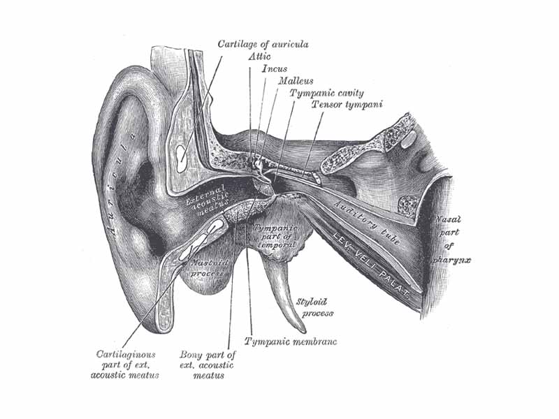 External and middle ear, opened from the front. Right side.