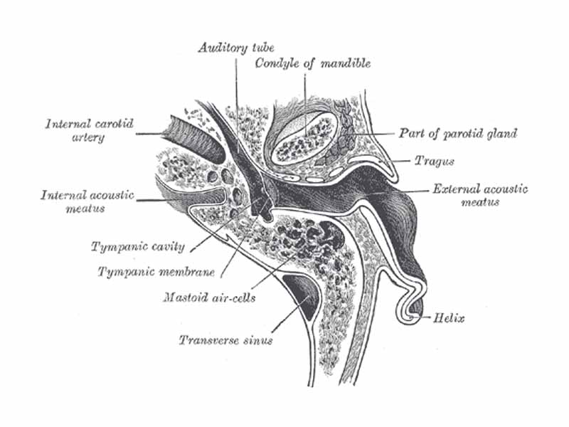 Horizontal section through left ear; upper half of section.