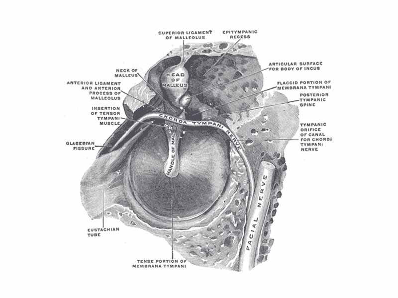 The right membrana tympani with the hammer and the chorda tympani, viewed from within, from behind, and from above.