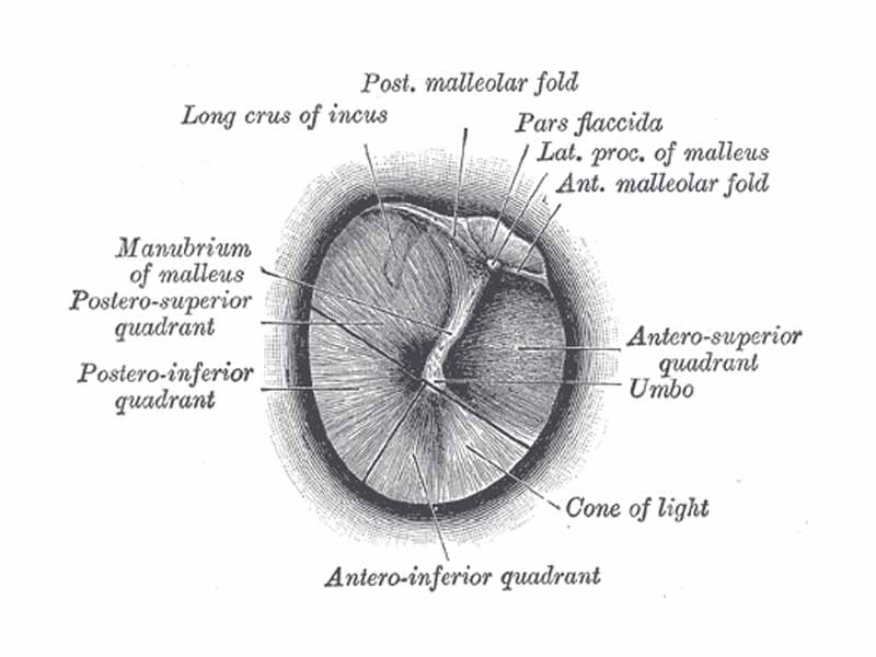 Right tympanic membrane as seen through a speculum.