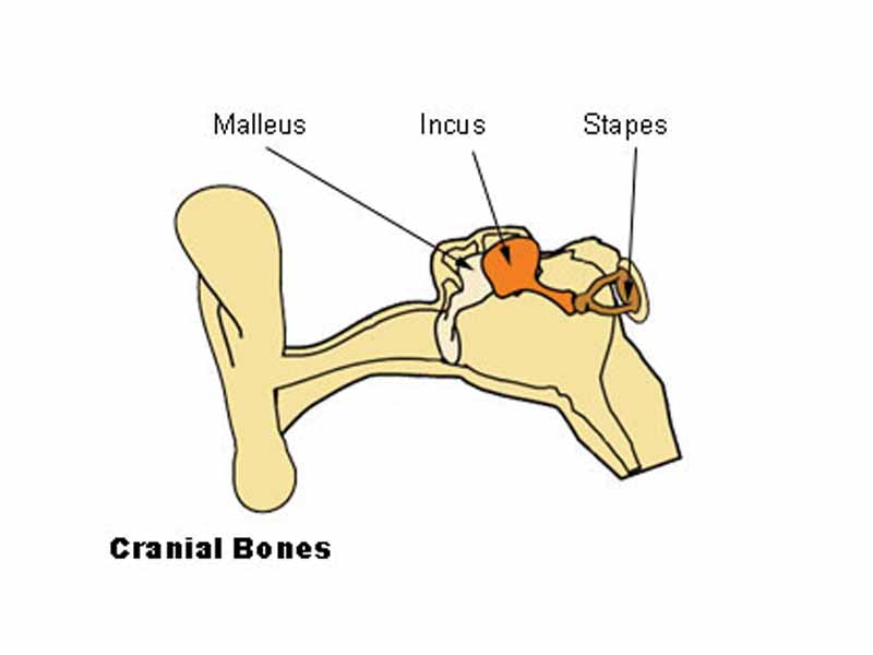 Ossicles