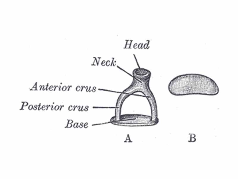 A. Left stapes. B. Base of stapes, medial surface.