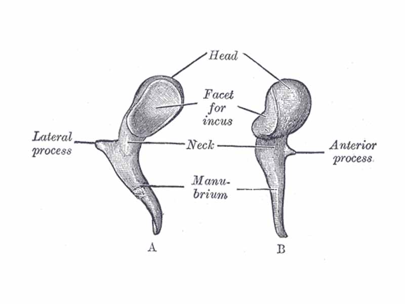 Left malleus. A. From behind. B. From within.