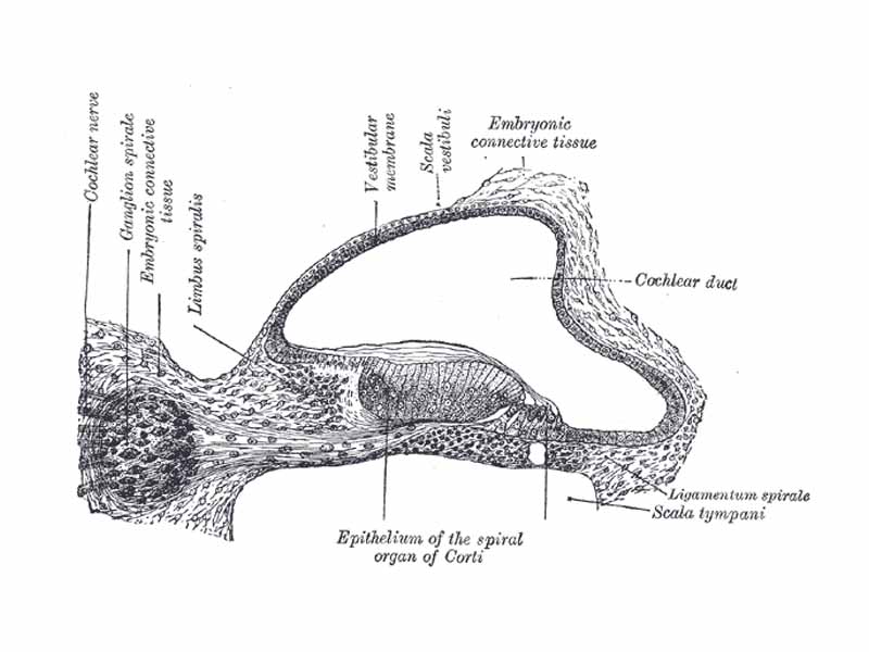 Transverse section of the cochlear duct of a fetal cat.