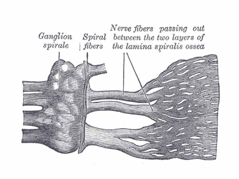 Part of the cochlear division of the acoustic nerve, highly magnified.