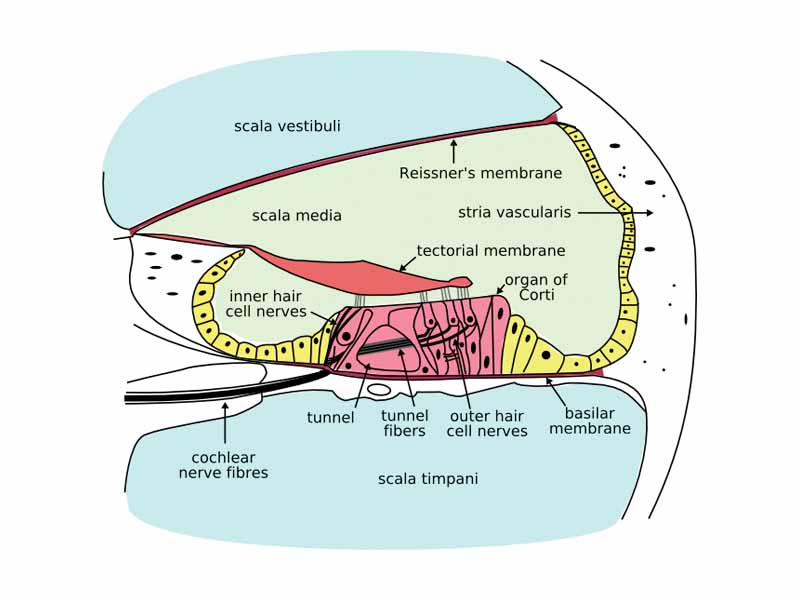 Cross section of the cochlea.