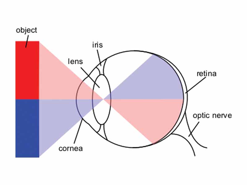 Optical layout of the eye