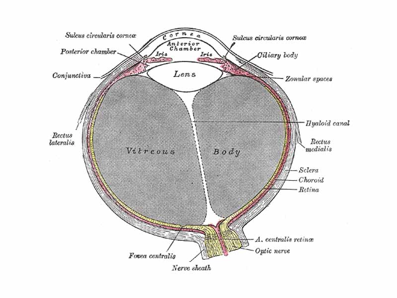 Horizontal section of the eyeball. (Cornea labeled at top, sclera labeled at center right.)