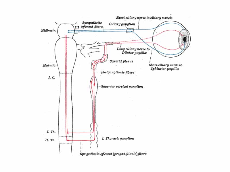 Sympathetic connections of the ciliary and superior cervical ganglia.