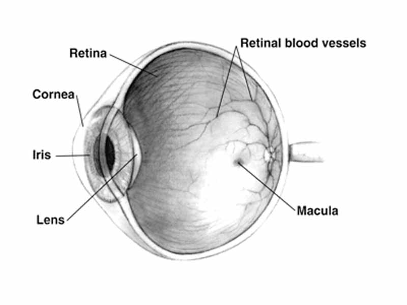 Right human eye cross-sectional view. Courtesy NIH National Eye Institute. Many animals have eyes different from the human eye.