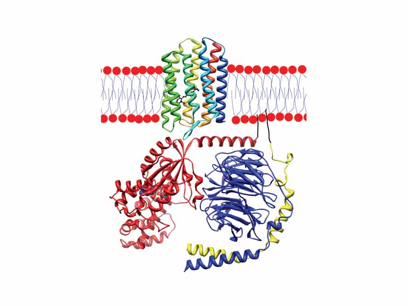 Sensory rhodopsin II (rainbow colored) embedded in a lipid bilayer (heads red and tails blue) with Transducin below it. Gt? is colored red, Gt? blue, and Gt? yellow. There is a bound GDP molecule in the Gt?-subunit and a bound retinal (black) in the rhodopsin. The N-terminus terminus of rhodopsin is red and the C-terminus blue. Presumed anchoring of transducin to the membrane has been drawn in black.
