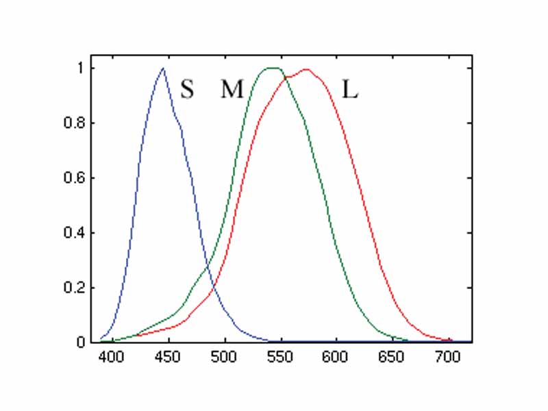 Normalized responsivity spectra of human cone cells, S, M, and L types
