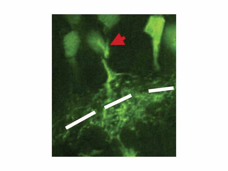 Xenopus retinal cells stained for cdk2/cyclin2 with red arrow indicating amacrine cell. IPL is shown in white.